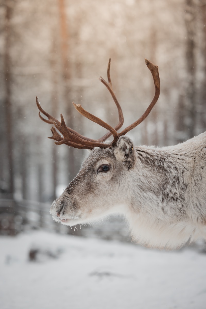 A reindeer with large antlers standing in the snow